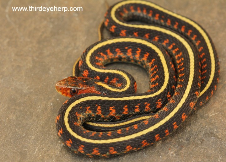 Oregon Red-spotted Garter Snake